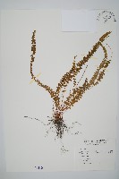 方柄陵齒蕨藏品圖，第1張