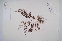 烏蕨藏品圖，第1張