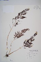 烏蕨藏品圖，第1張