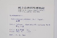 烏蕨藏品圖，第2張