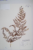 烏蕨藏品圖，第1張