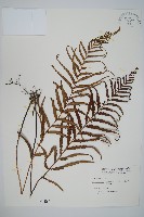 達邊蕨藏品圖，第1張