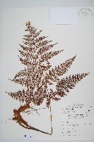 台灣小膜蓋蕨藏品圖，第4張