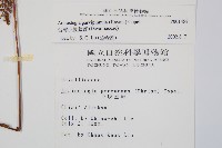 台灣小膜蓋蕨藏品圖，第5張