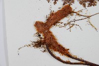 台灣小膜蓋蕨藏品圖，第6張