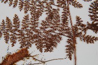 台灣小膜蓋蕨藏品圖，第7張