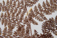 台灣小膜蓋蕨藏品圖，第8張