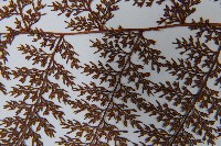 台灣小膜蓋蕨藏品圖，第9張