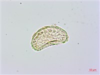 台灣小膜蓋蕨藏品圖，第1張