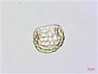 台灣小膜蓋蕨藏品圖，第2張