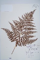 台灣小膜蓋蕨藏品圖，第1張