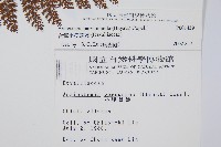 台灣小膜蓋蕨藏品圖，第2張