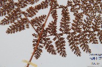 台灣小膜蓋蕨藏品圖，第3張