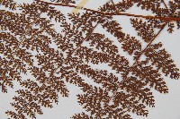 台灣小膜蓋蕨藏品圖，第4張