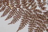 台灣小膜蓋蕨藏品圖，第5張