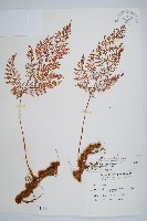 台灣小膜蓋蕨藏品圖，第1張