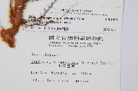 台灣小膜蓋蕨藏品圖，第2張