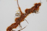 台灣小膜蓋蕨藏品圖，第3張