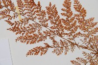 台灣小膜蓋蕨藏品圖，第4張