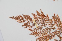 台灣小膜蓋蕨藏品圖，第5張