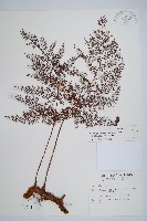 台灣小膜蓋蕨藏品圖，第1張