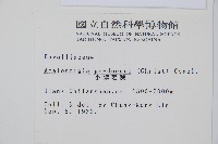 台灣小膜蓋蕨藏品圖，第2張