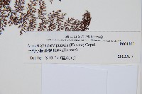 台灣小膜蓋蕨藏品圖，第3張