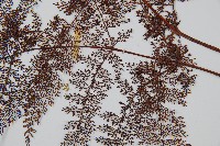 台灣小膜蓋蕨藏品圖，第4張