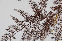 台灣小膜蓋蕨藏品圖，第5張