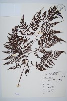 大葉骨碎補、台灣骨碎補、骨碎補藏品圖，第1張