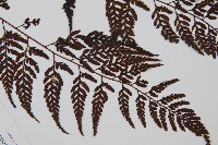 大葉骨碎補、台灣骨碎補、骨碎補藏品圖，第3張