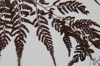 大葉骨碎補、台灣骨碎補、骨碎補藏品圖，第4張