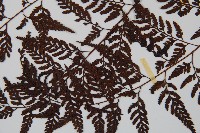 大葉骨碎補、台灣骨碎補、骨碎補藏品圖，第5張