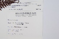 大葉骨碎補、台灣骨碎補、骨碎補藏品圖，第2張