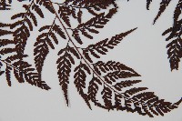 大葉骨碎補、台灣骨碎補、骨碎補藏品圖，第3張