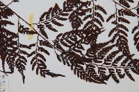 大葉骨碎補、台灣骨碎補、骨碎補藏品圖，第4張