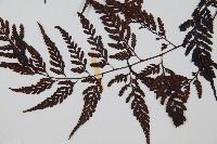 大葉骨碎補、台灣骨碎補、骨碎補藏品圖，第5張