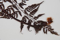 大葉骨碎補、台灣骨碎補、骨碎補藏品圖，第4張