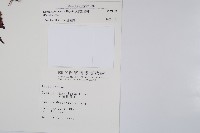 大葉骨碎補、台灣骨碎補、骨碎補藏品圖，第2張