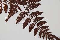 大葉骨碎補、台灣骨碎補、骨碎補藏品圖，第3張