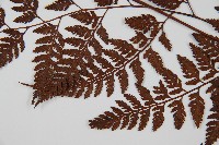 大葉骨碎補、台灣骨碎補、骨碎補藏品圖，第4張