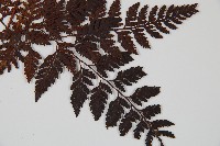 大葉骨碎補、台灣骨碎補、骨碎補藏品圖，第5張