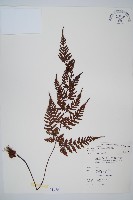 大葉骨碎補、台灣骨碎補、骨碎補藏品圖，第1張