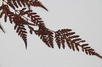 大葉骨碎補、台灣骨碎補、骨碎補藏品圖，第3張