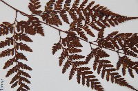 大葉骨碎補、台灣骨碎補、骨碎補藏品圖，第4張