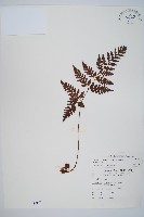 大葉骨碎補、台灣骨碎補、骨碎補藏品圖，第1張