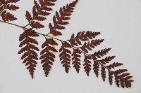 大葉骨碎補、台灣骨碎補、骨碎補藏品圖，第3張