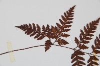 大葉骨碎補、台灣骨碎補、骨碎補藏品圖，第4張