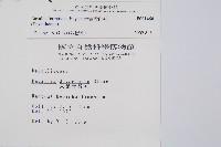 大葉骨碎補、台灣骨碎補、骨碎補藏品圖，第2張
