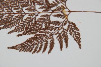 杯狀蓋陰石蕨藏品圖，第3張